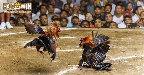 latest sabong in the philippines.